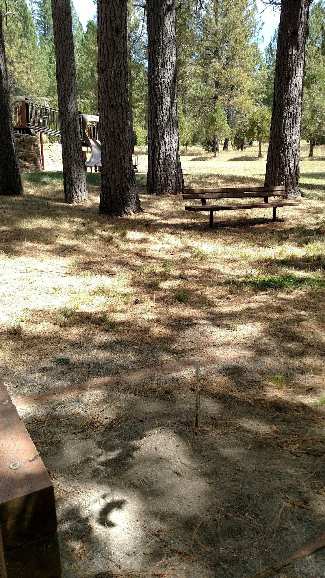 May contain: ground, tree, plant, tree trunk, bench, and furniture