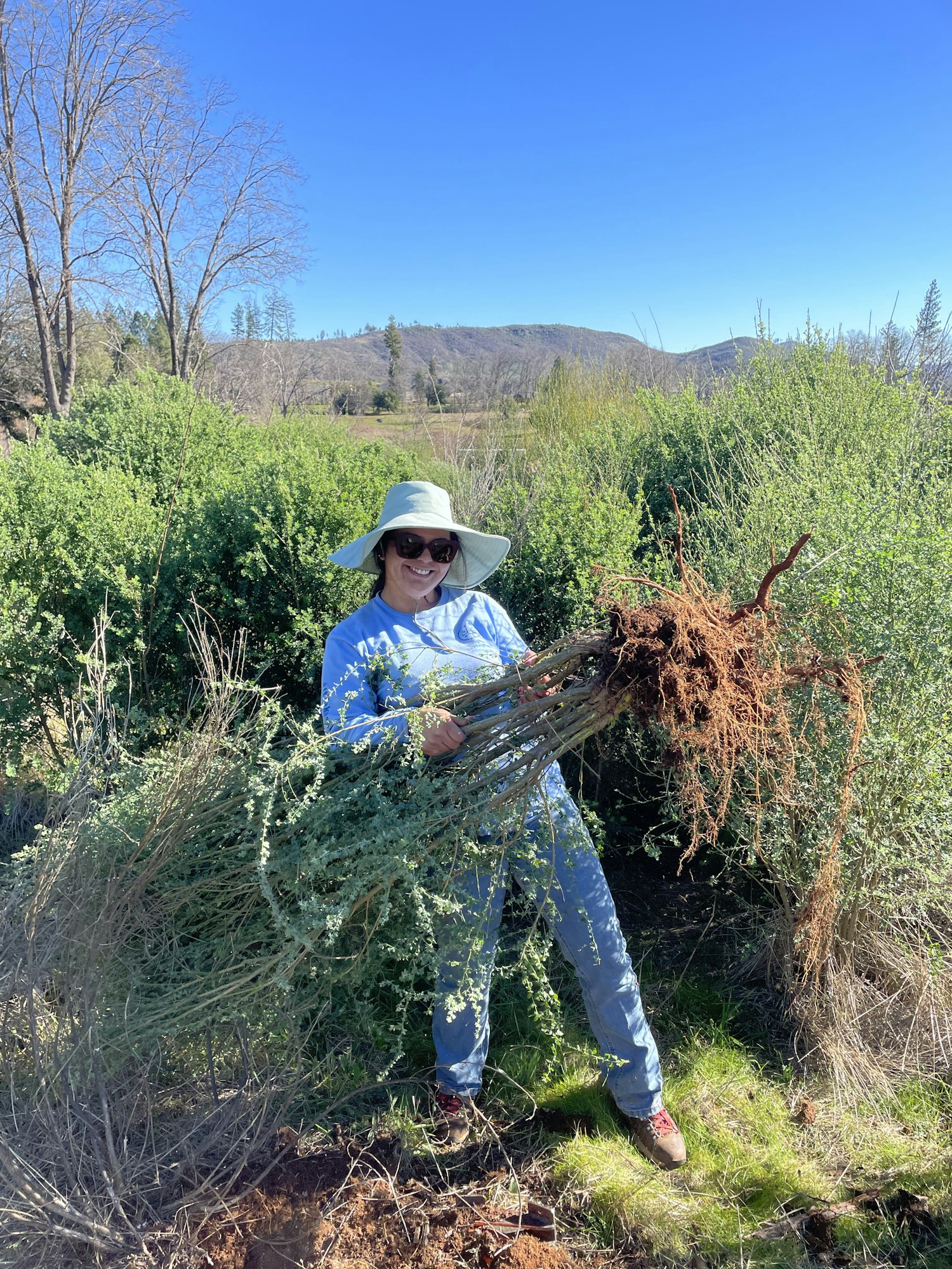 A person outdoors is holding a bundle of roots and plants in a green, sunny landscape.