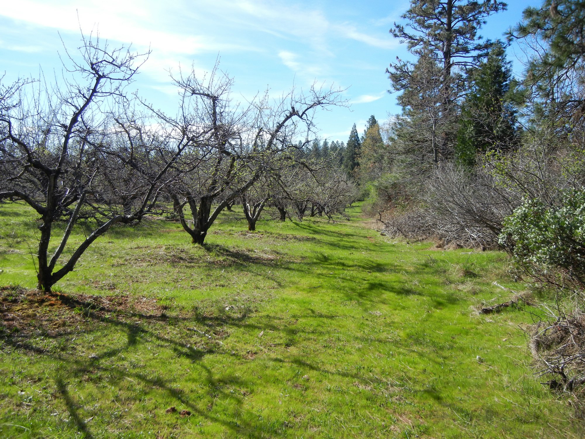 May contain: tree, plant, nature, outdoors, field, grassland, fir, abies, and countryside