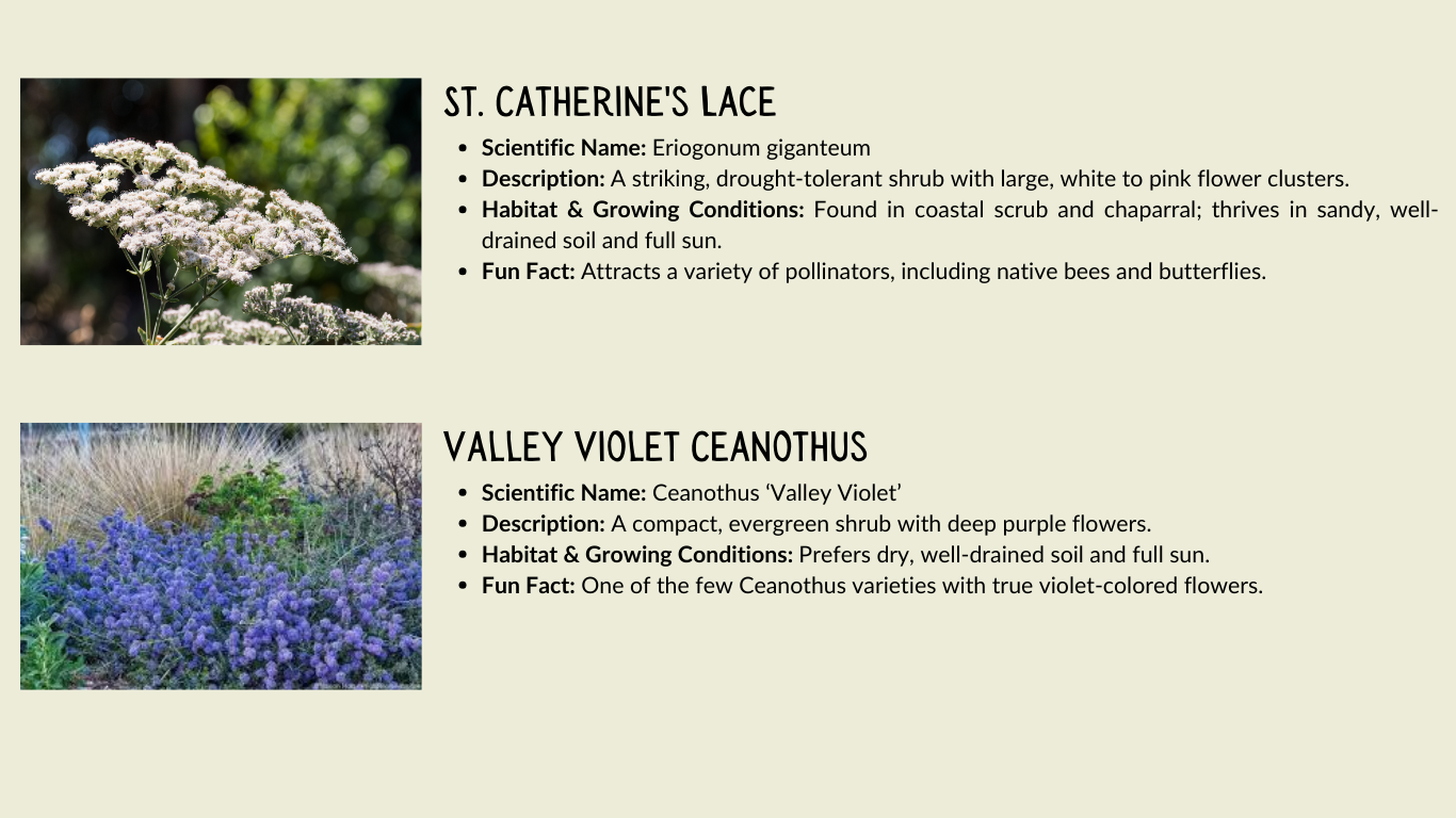 Images and descriptions of St. Catherine's Lace and Valley Violet Ceanothus with scientific names and growing conditions.