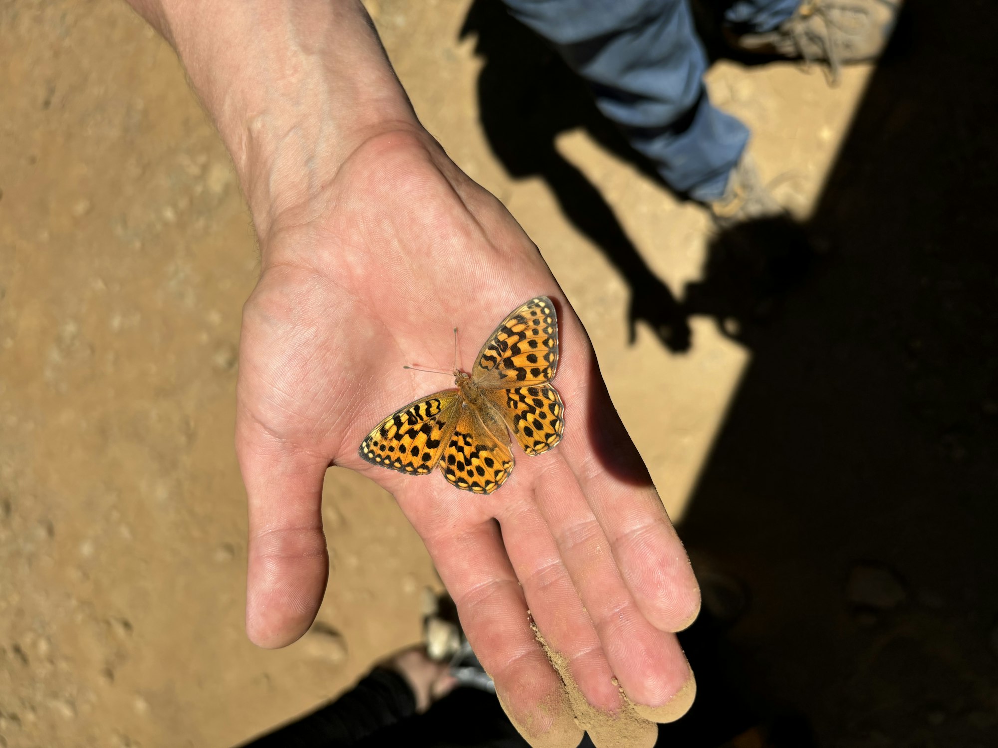 A person holding an orange and black butterfly in their hand.