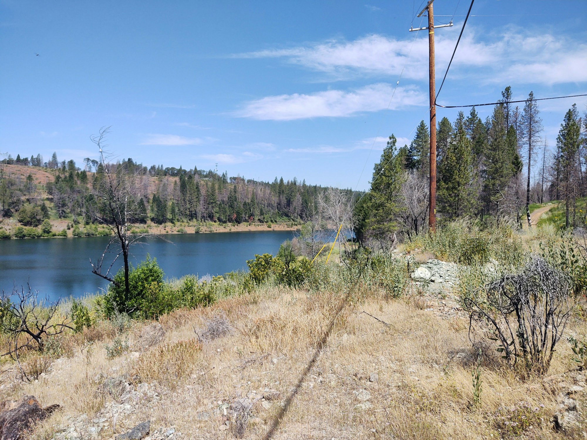 May contain: tree, plant, fir, abies, conifer, and water