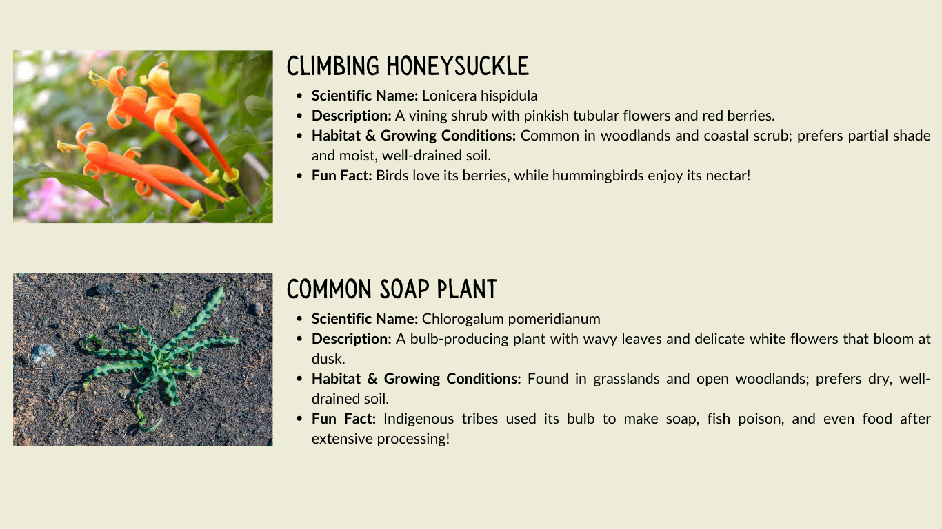 Climbing honeysuckle and common soap plant descriptions with images and fun facts.