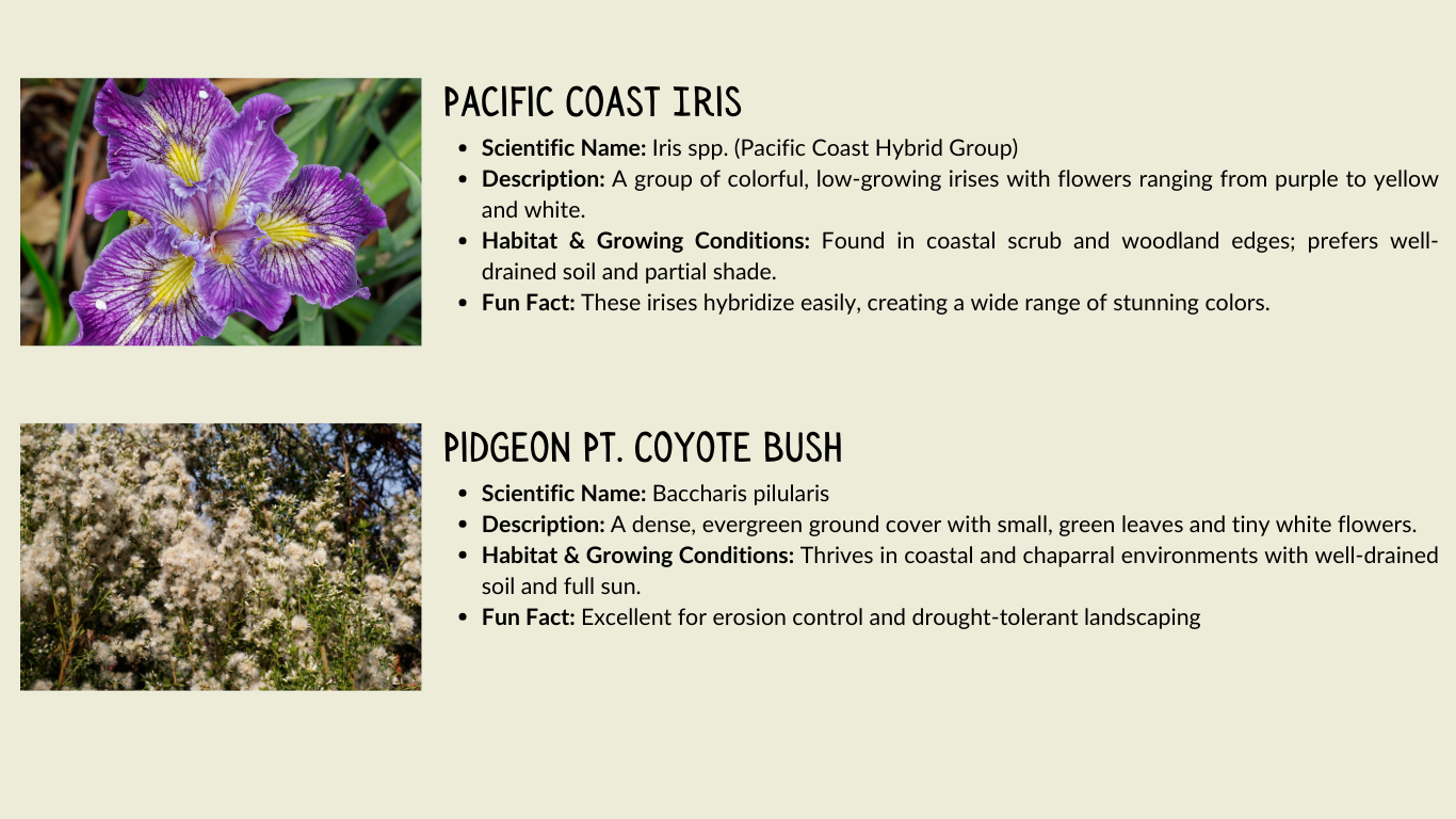 Pacific Coast Iris and Pidgeon Pt. Coyote Bush with descriptions, scientific names, growth conditions, and fun facts.