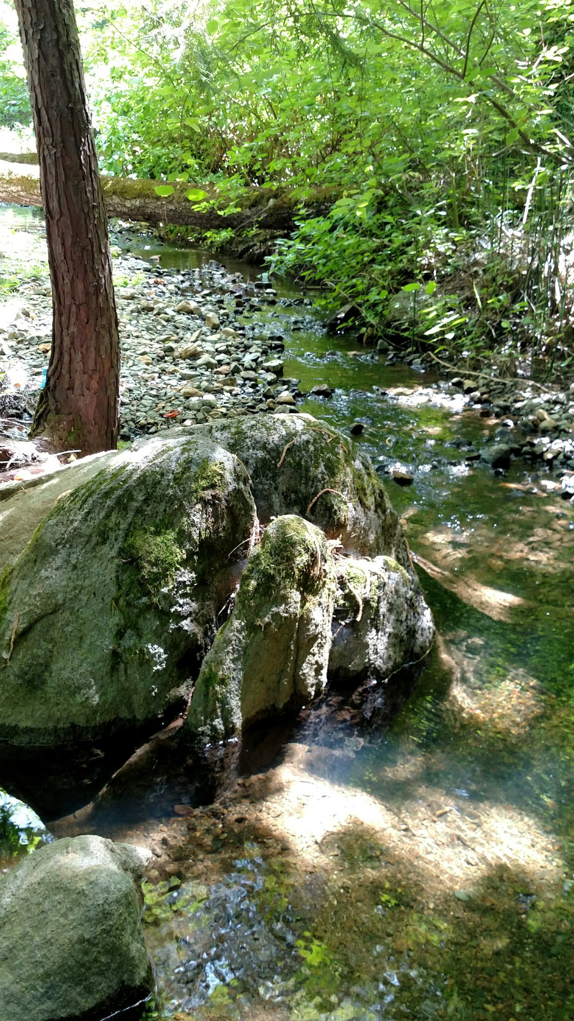 May contain: water, nature, outdoors, plant, creek, and stream