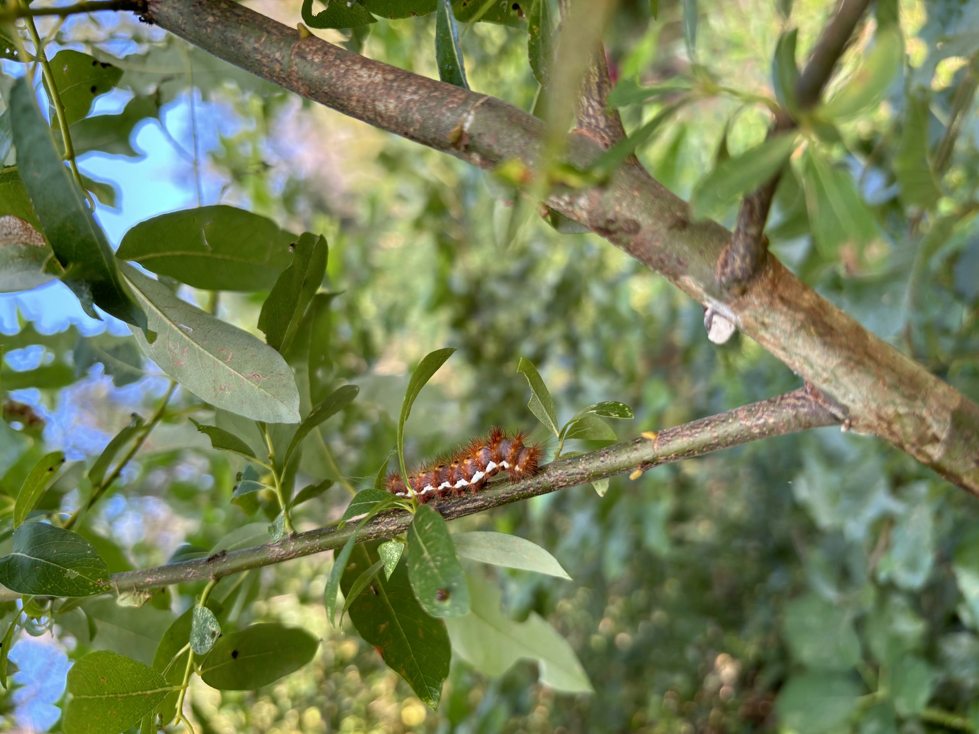A spiky orange caterpillar crawling on a leafy branch.