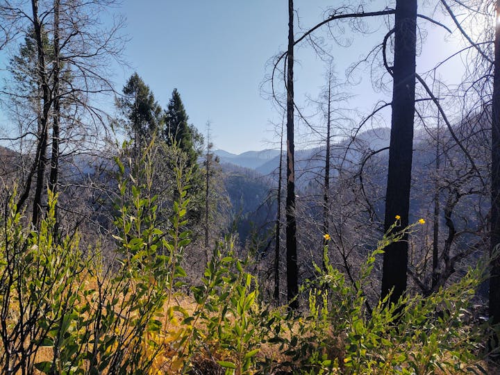 Views of the beautiful canyon and conifers