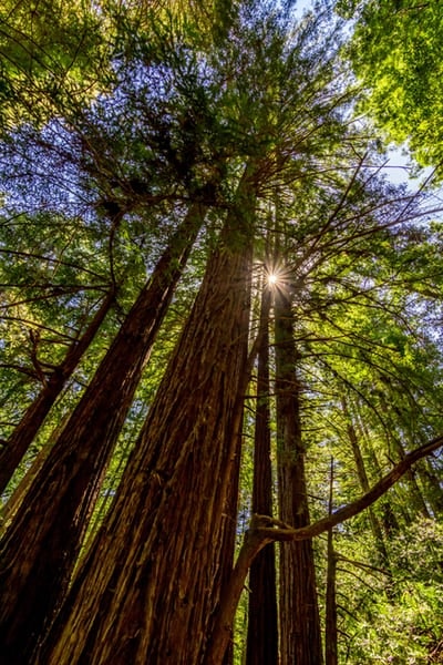 May contain: plant, tree, and sunlight