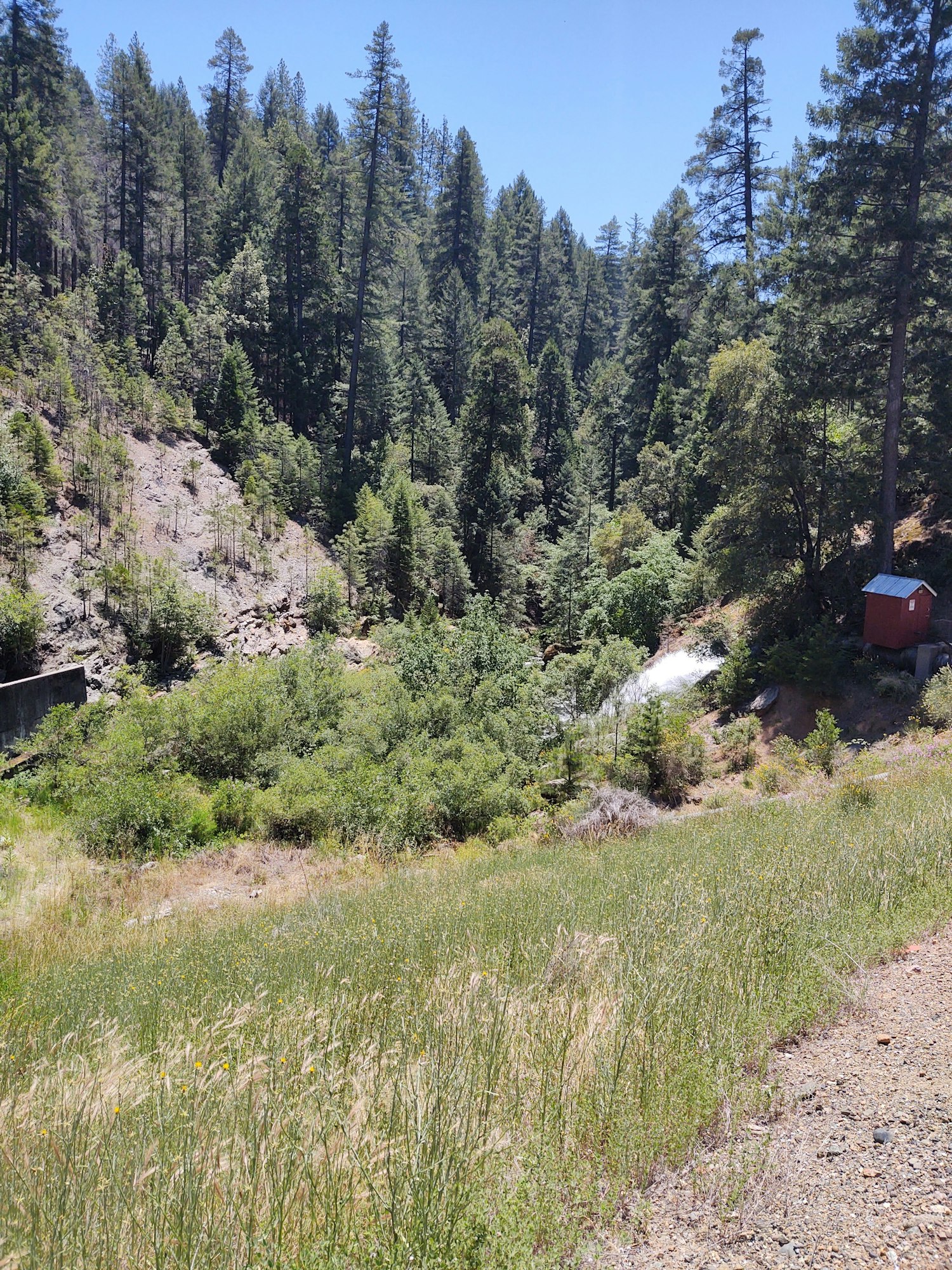 May contain: tree, plant, fir, abies, and conifer