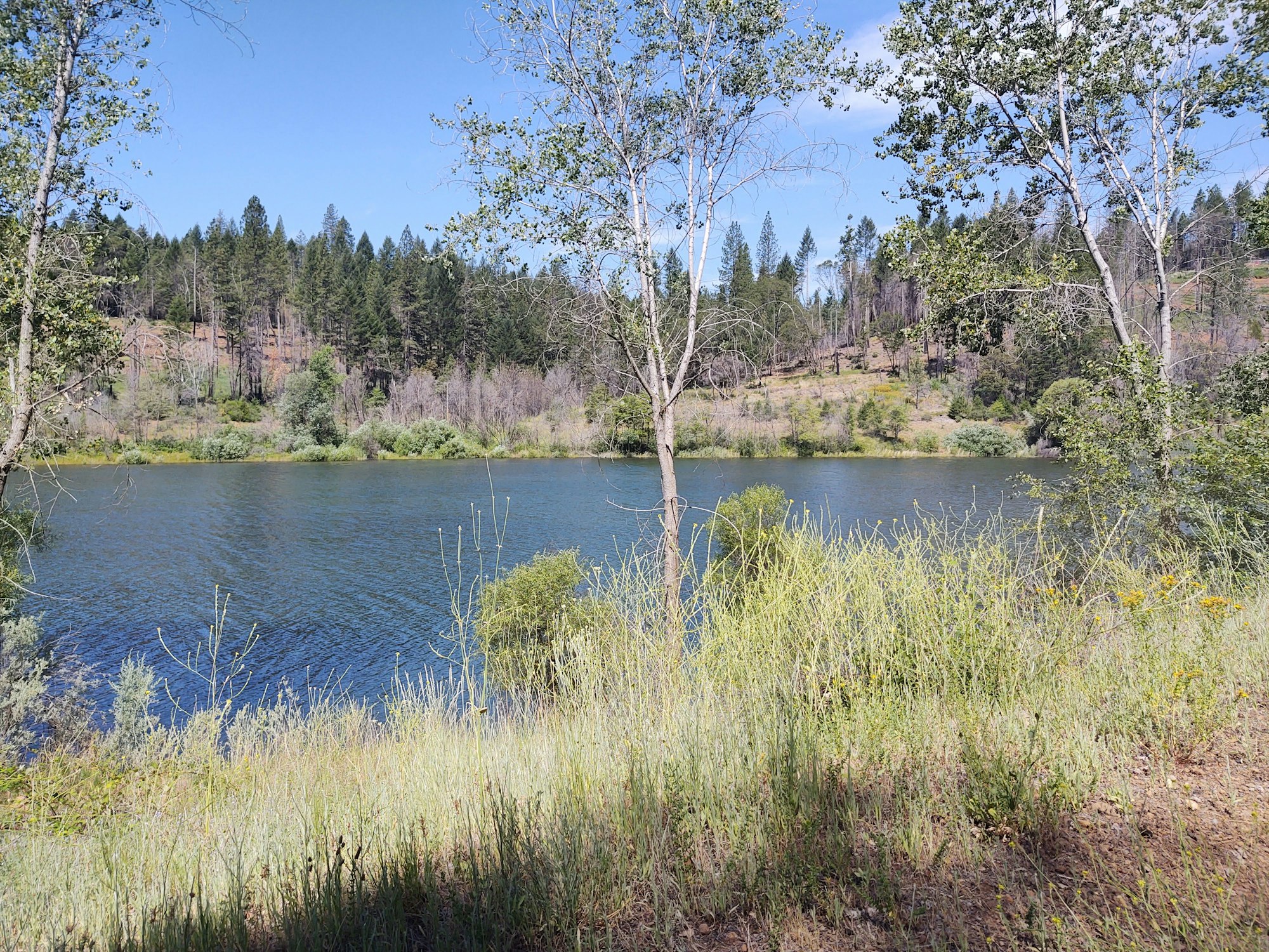 May contain: nature, water, tree, plant, outdoors, land, fir, and abies