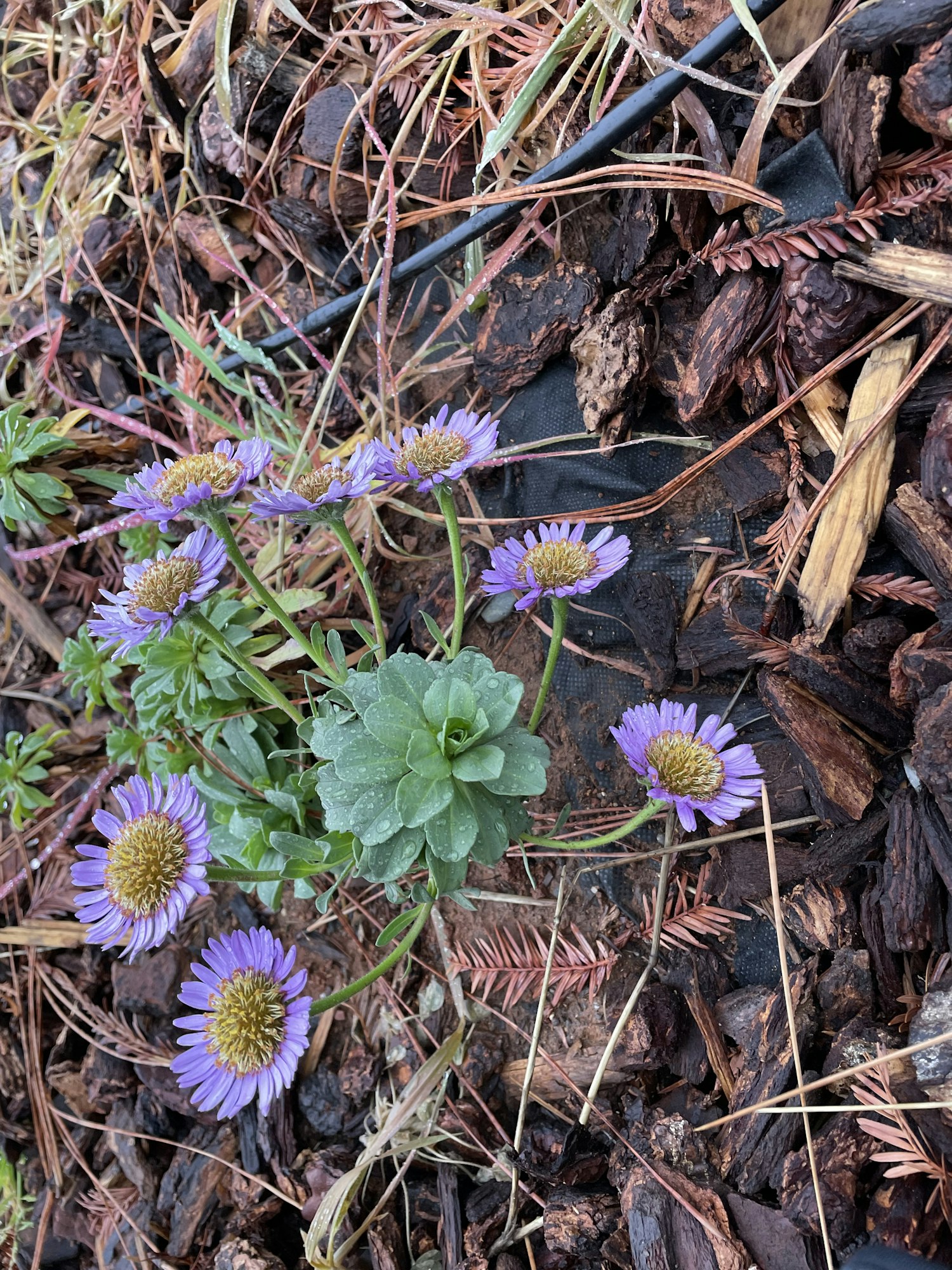 The image features purple flowers growing among brown mulch and greenery, with some moisture on the leaves.