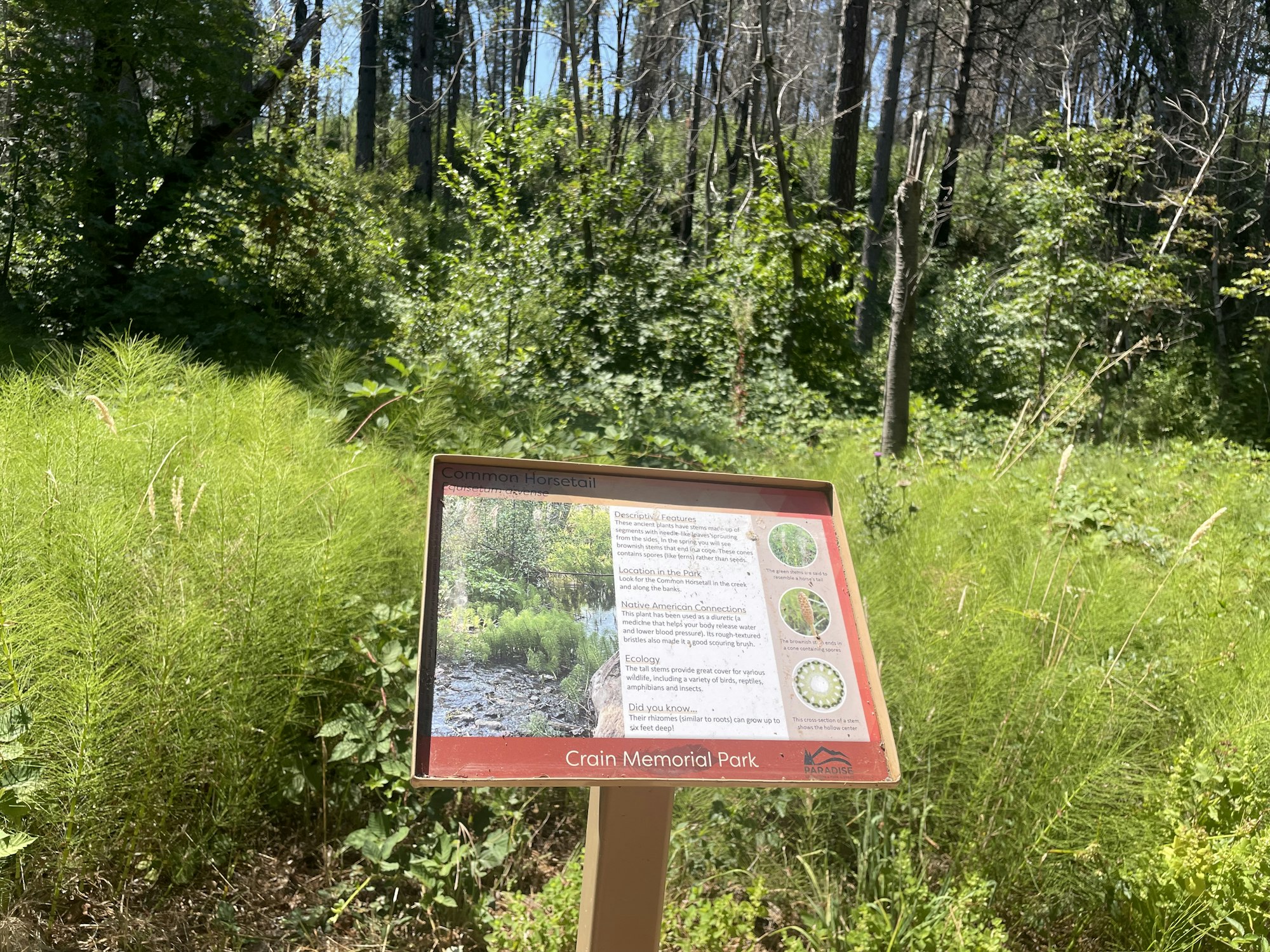An informational sign about "Common Horsetail" at Crain Memorial Park, with lush greenery in the background.