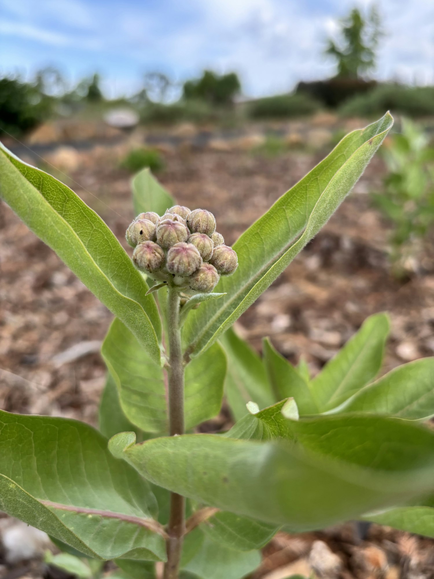 A close-up of a plant with green leaves and cluster of small, round buds, likely a flower yet to bloom.