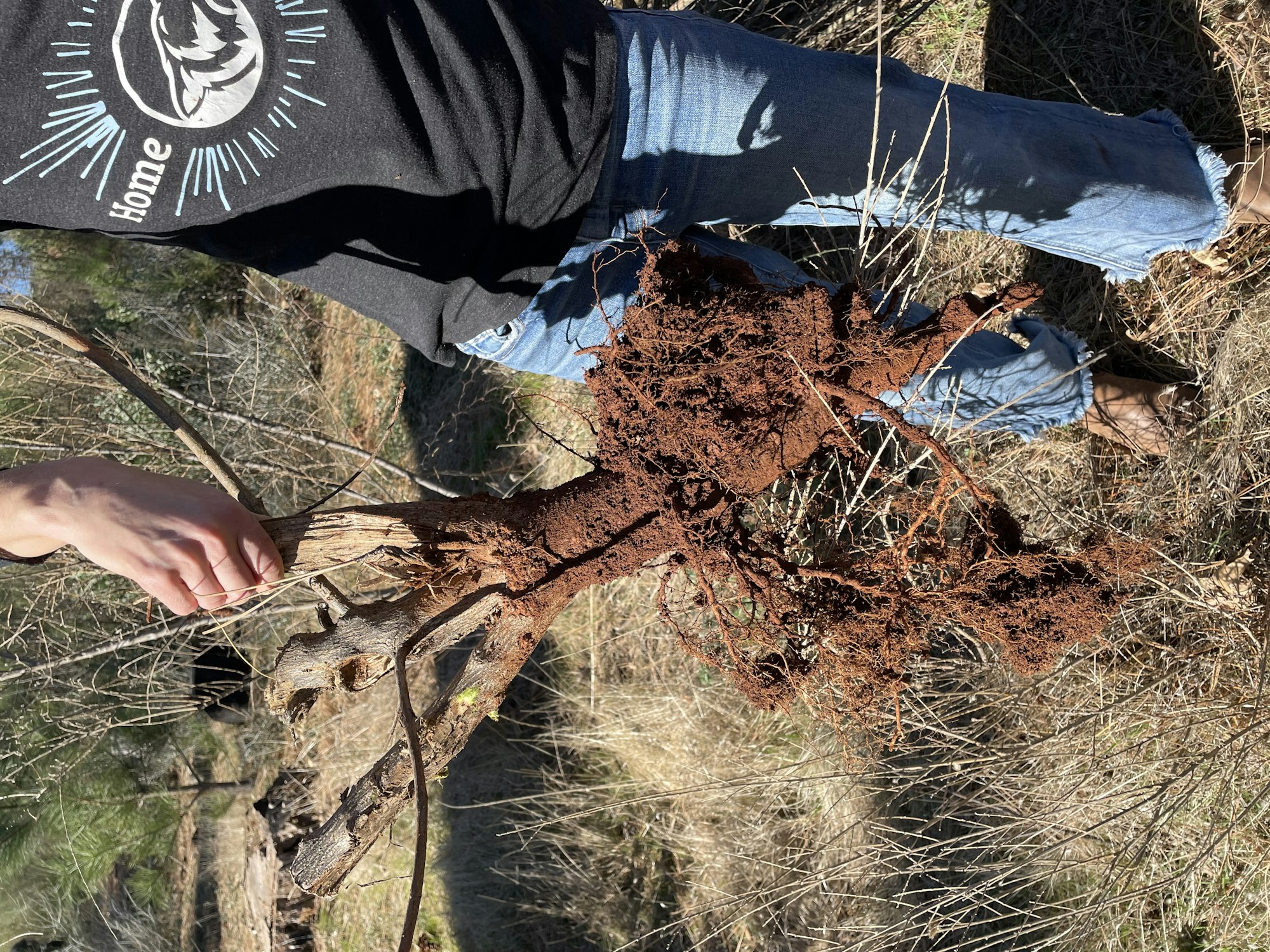 A person holds an uprooted plant with exposed roots over a grassy area.