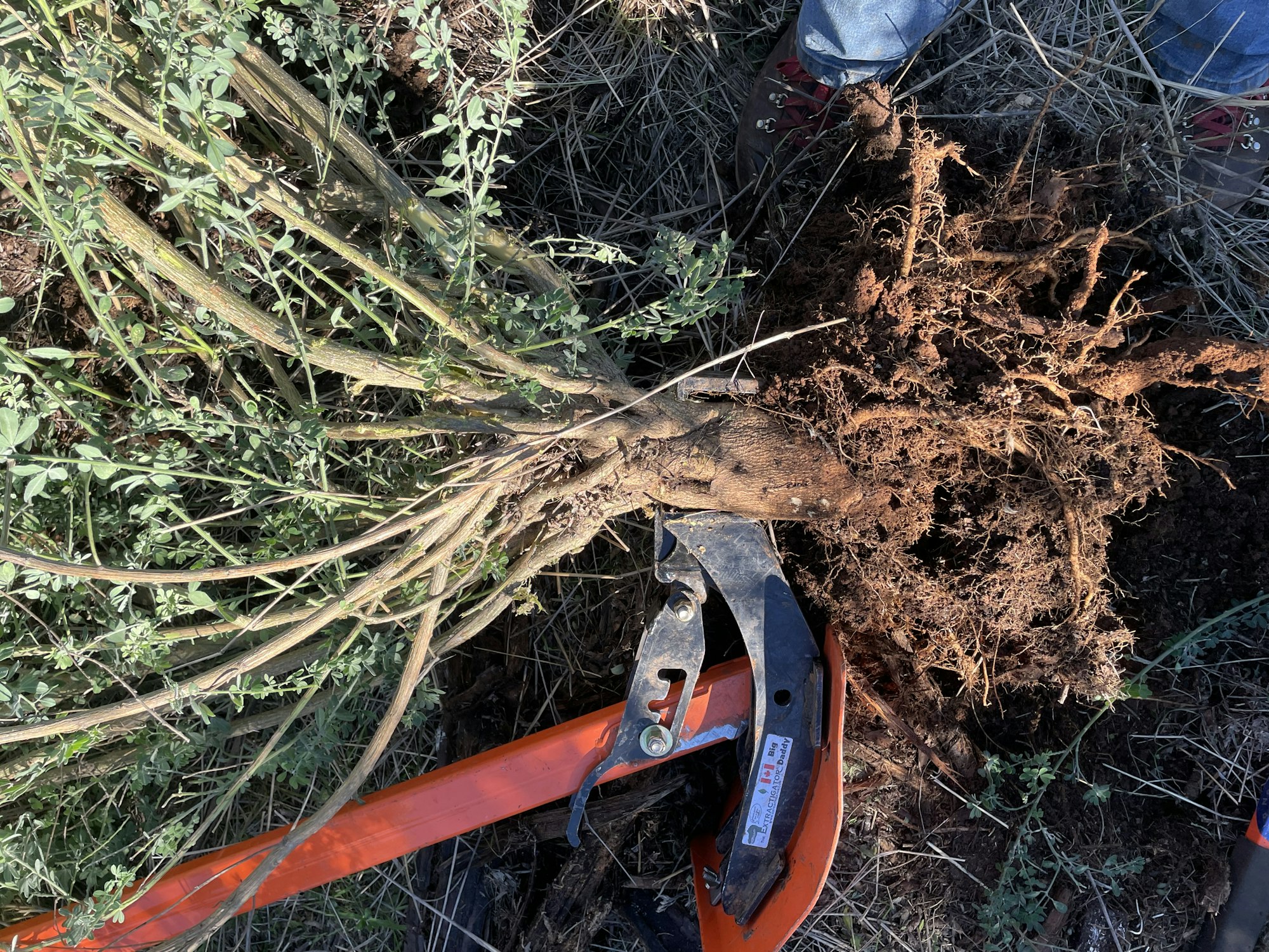 The image shows a plant with its roots exposed, surrounded by soil and greenery, along with gardening tools nearby.