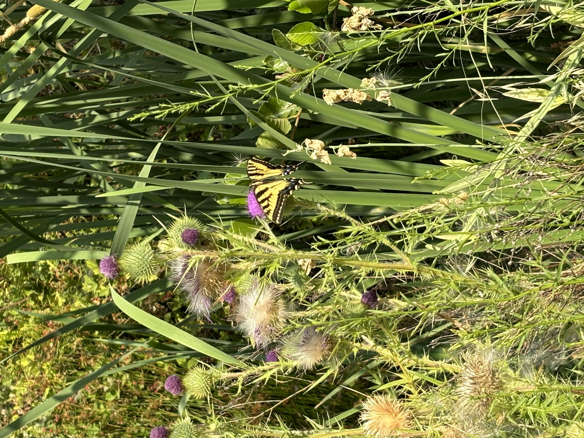 A yellow butterfly resting on purple thistle flowers amidst green foliage.