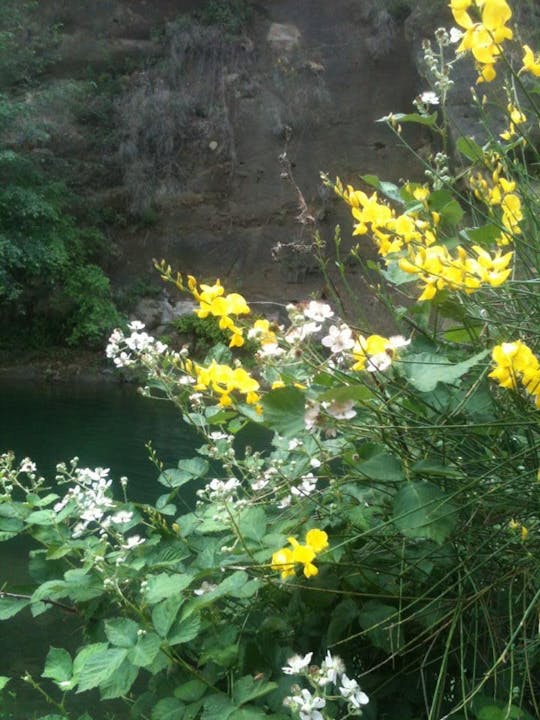 Yellow and white flowers with green foliage in the foreground and a rocky cliff with a water body behind.