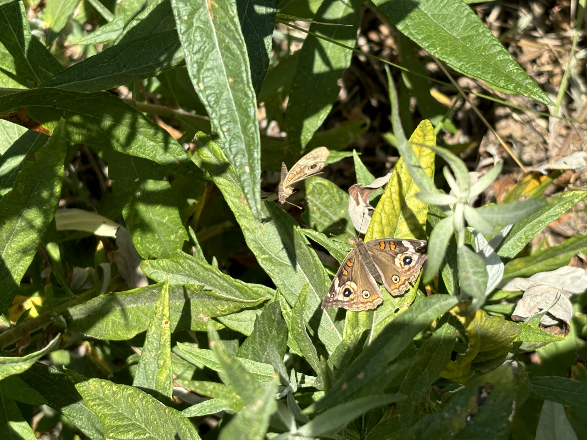 A butterfly with patterned wings rests on green foliage under sunlight.