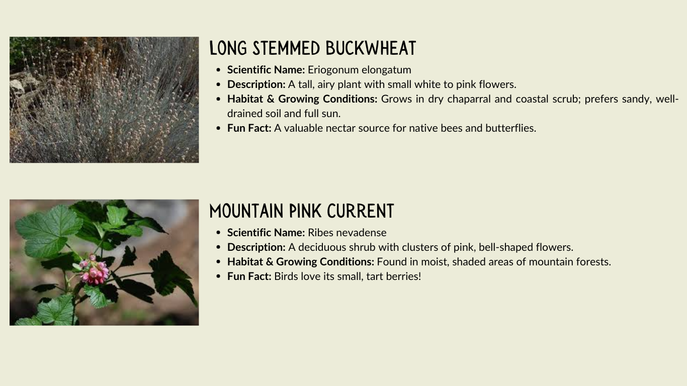 May contain: herbal, herbs, plant, leaf, vegetation, advertisement, poster, bud, flower, sprout, and grass