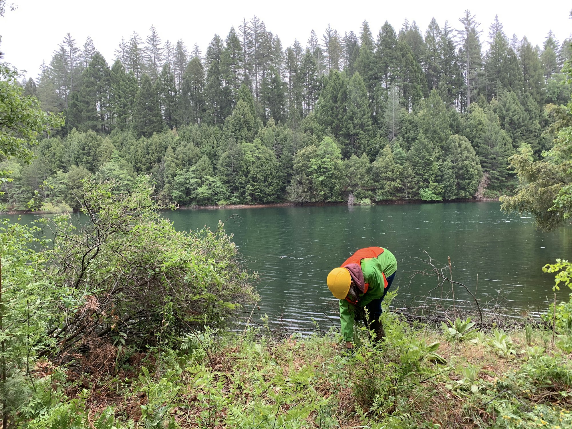 person in the bushes with a river and trees