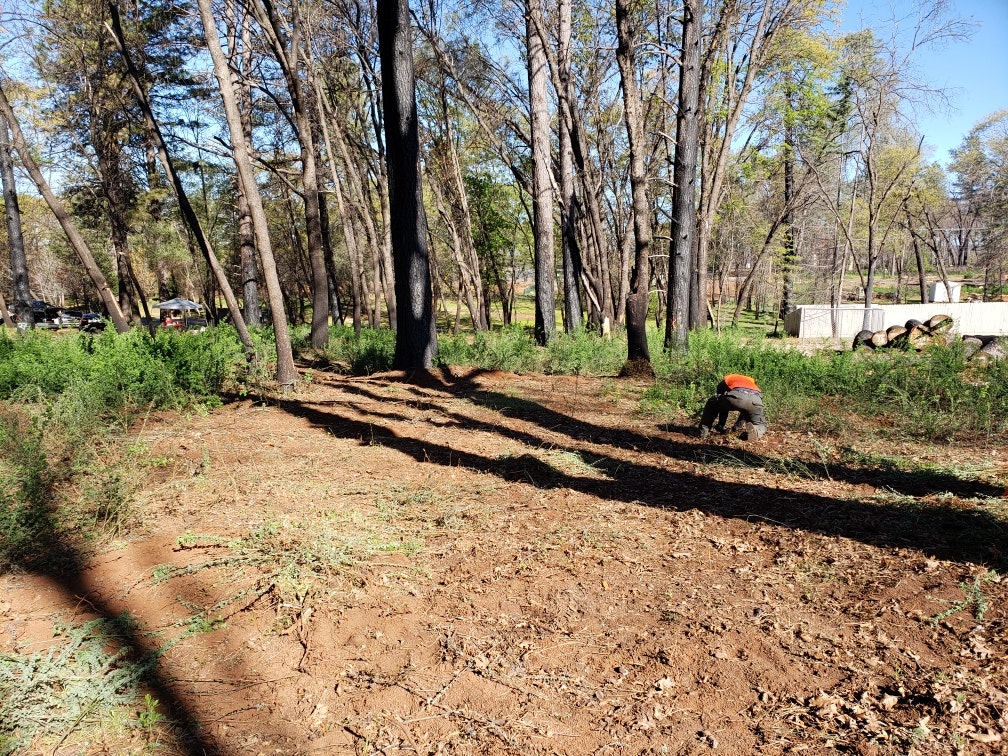 May contain: ground, plant, tree, vegetation, outdoors, land, nature, forest, and woodland