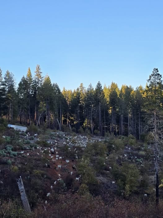 A landscape featuring a herd of goats grazing amidst green shrubs and towering trees under a clear blue sky.