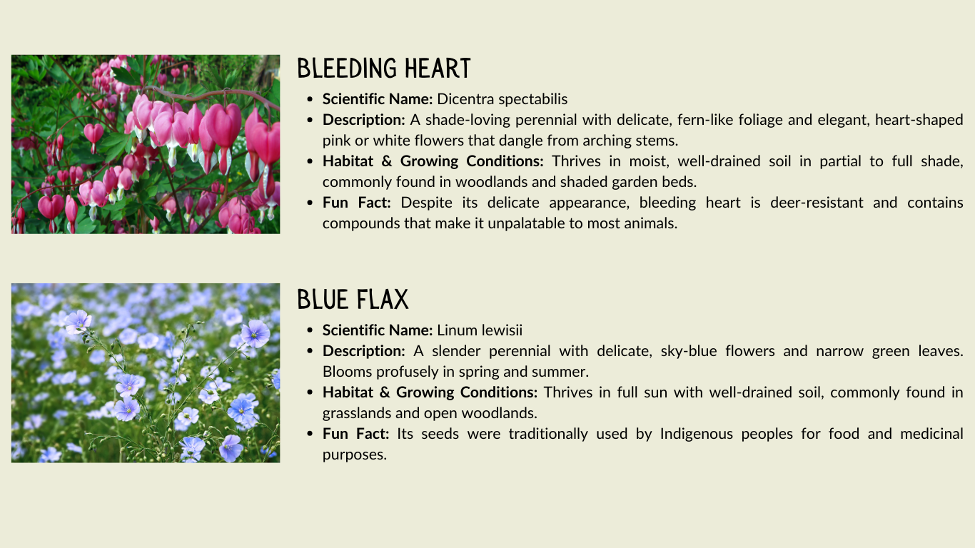 Images and info about Bleeding Heart and Blue Flax flowers, including descriptions, habitat, and fun facts.