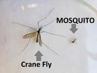 May contain: animal, insect, invertebrate, and mosquito