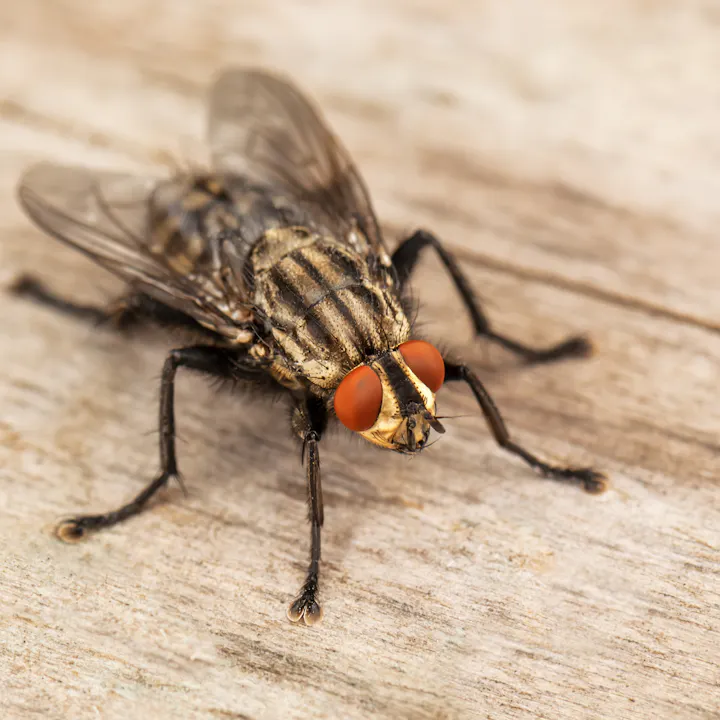 A close-up of a fly with distinctive red eyes, resting on a wooden surface.