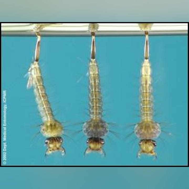 May contain: animal, rocket, and weapon