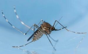 May contain: animal, insect, invertebrate, mosquito, bow, and weapon