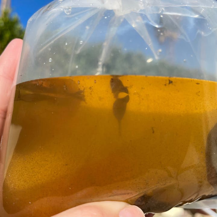 mosquito larval sample