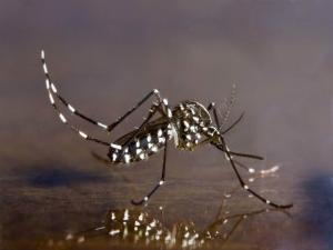 May contain: animal, insect, invertebrate, and mosquito