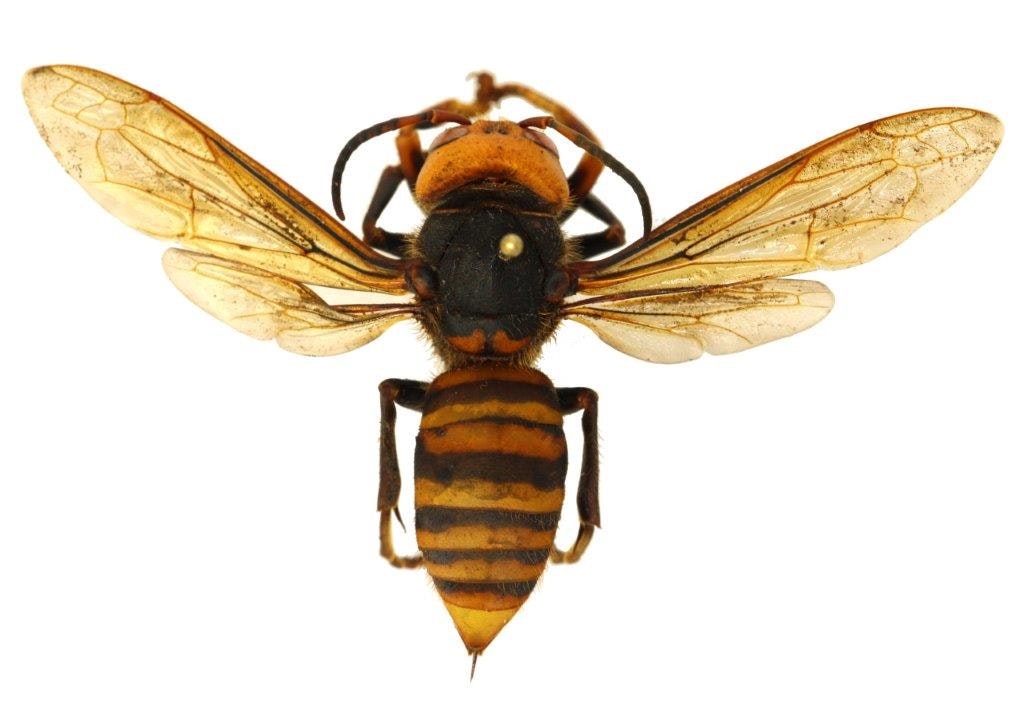 Northern Giant AKA Murder Hornet