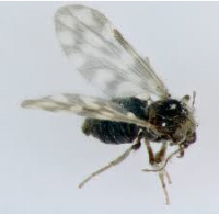May contain: animal, bee, insect, invertebrate, and wasp