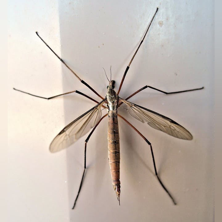 May contain: animal, insect, invertebrate, and mosquito