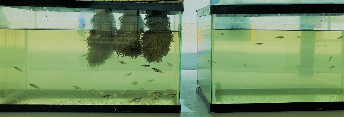 May contain: animal, aquarium, fish, sea life, and water