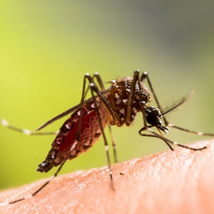 Aedes Aegypti mosquito