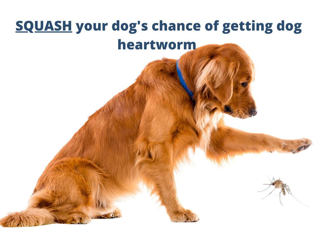dog dogheartworm