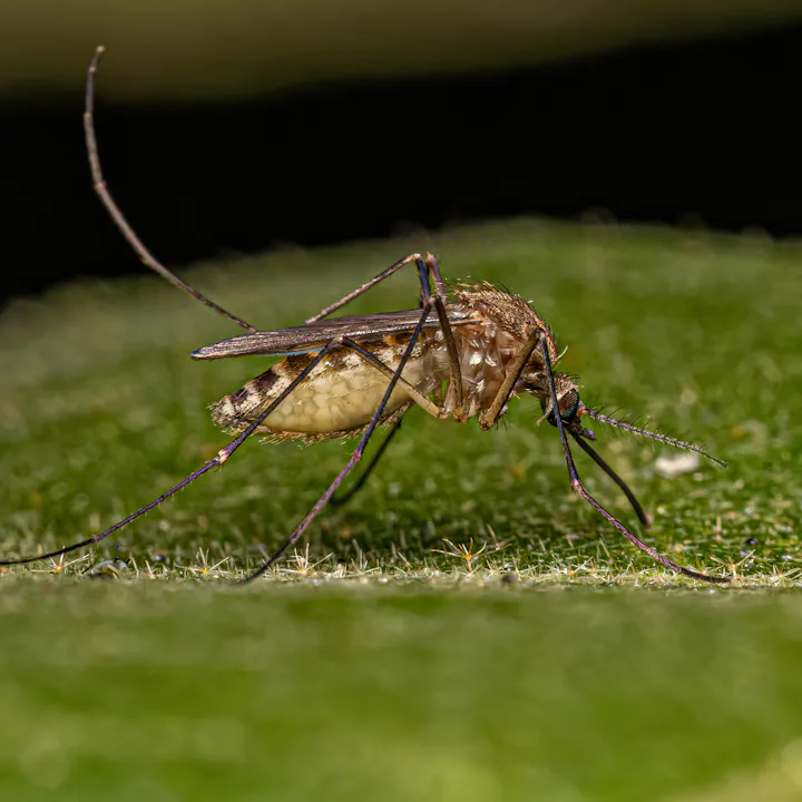 The southern house mosquito, Culex quinquefasciatus