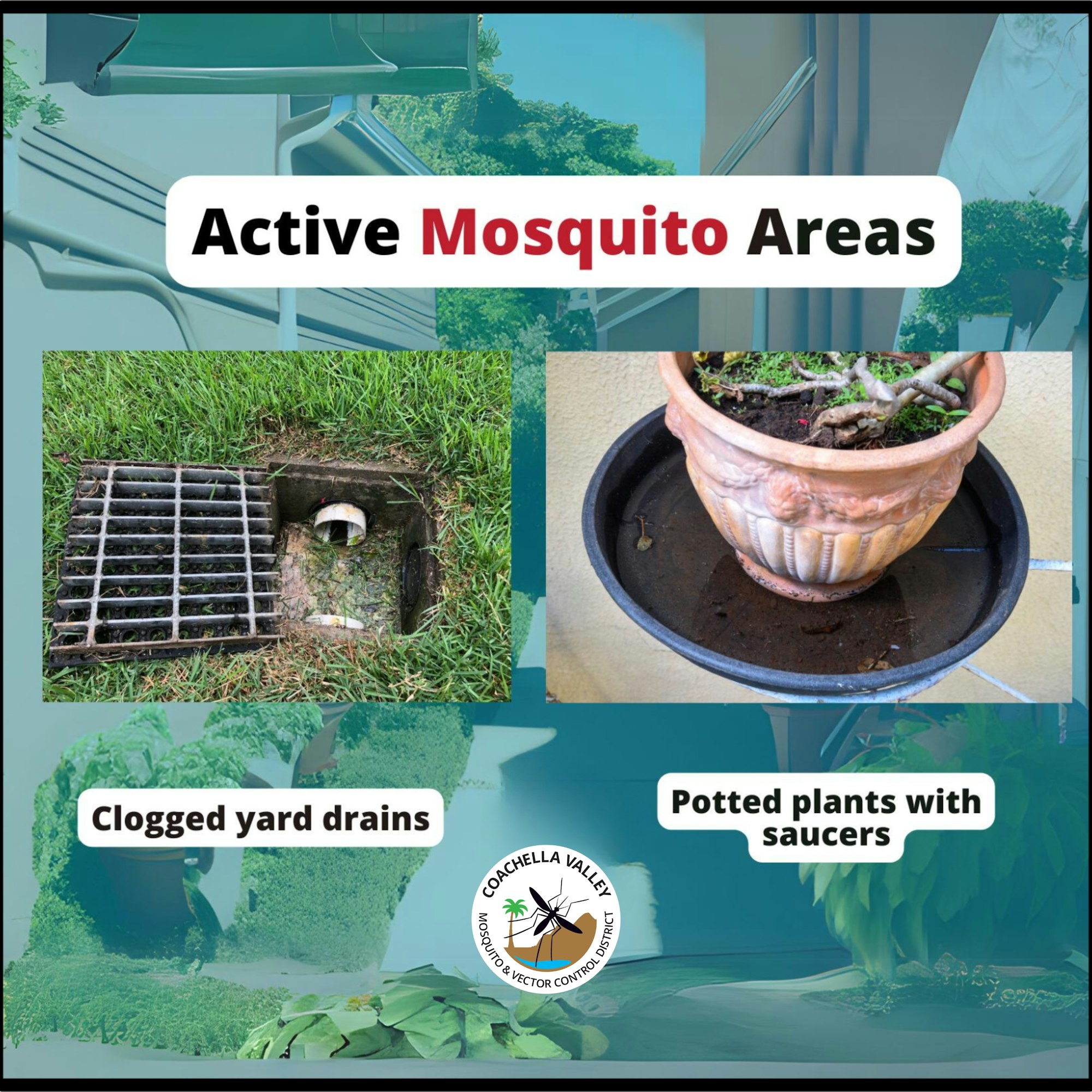 Image showing mosquito breeding sites: clogged drains and potted plants with saucers. Text: "Active Mosquito Areas."