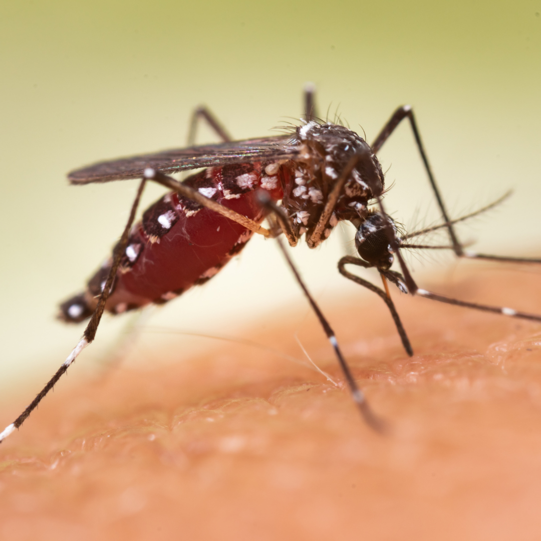 mosquito