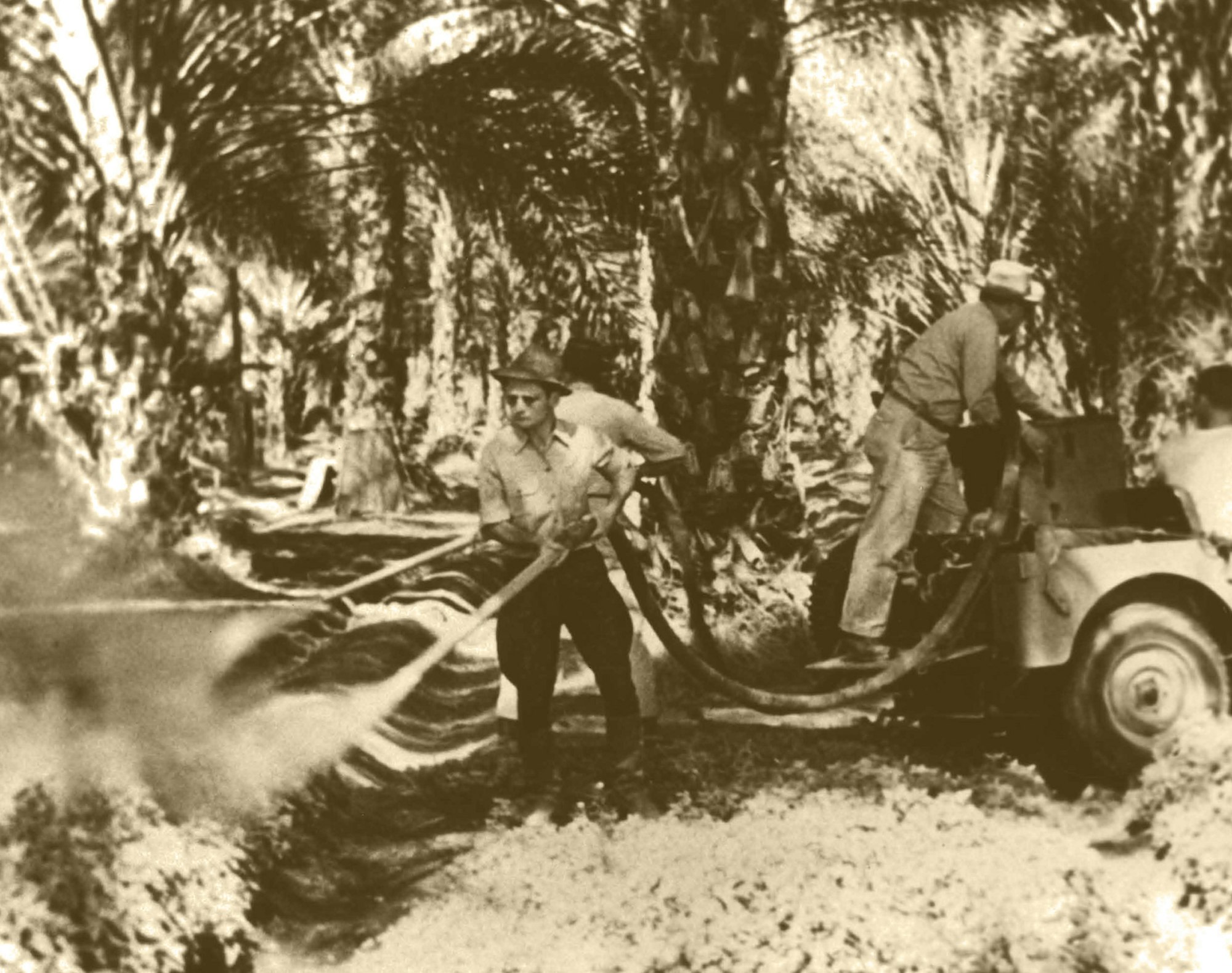 Workers spraying water or pesticide in a plantation field with hoses.