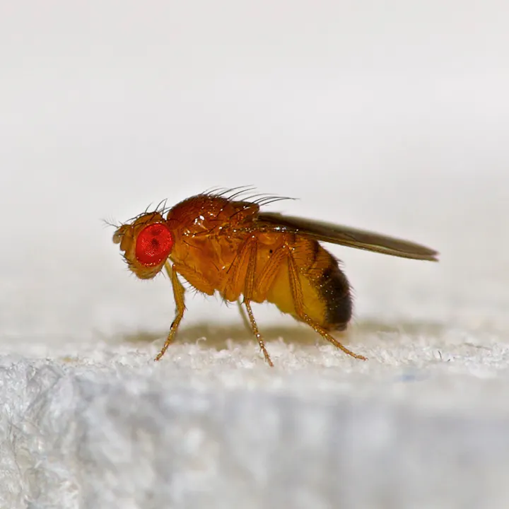 A close-up of a fruit fly, featuring its distinctive red eyes and delicate wings, on a light surface.