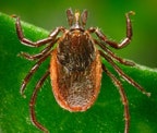 May contain: animal, insect, invertebrate, and tick
