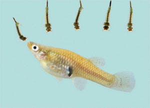mosquito fish