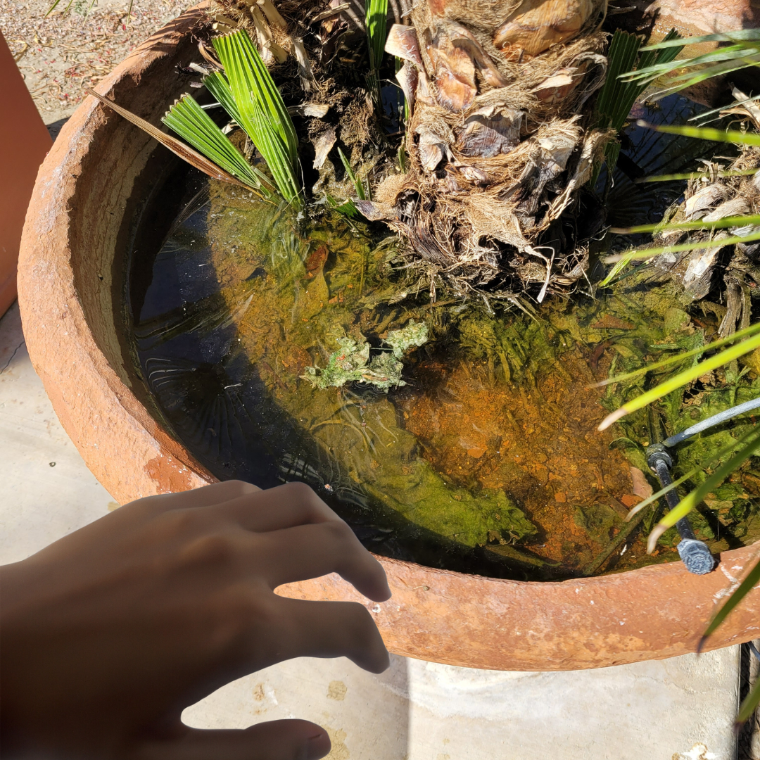 A hand reaching towards a round planter filled with murky water, plants, and some debris.