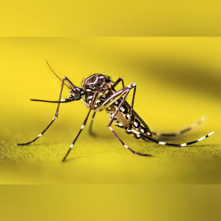 A close-up of a mosquito against a yellow background, highlighting its distinctive features and intricate details.