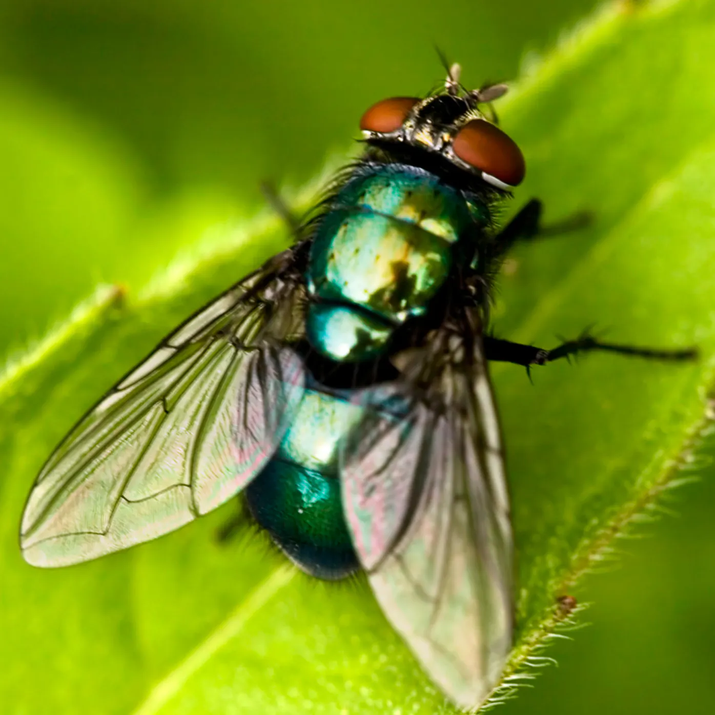 A close-up of a colorful fly perched on a green leaf, showcasing its iridescent body and detailed wings.