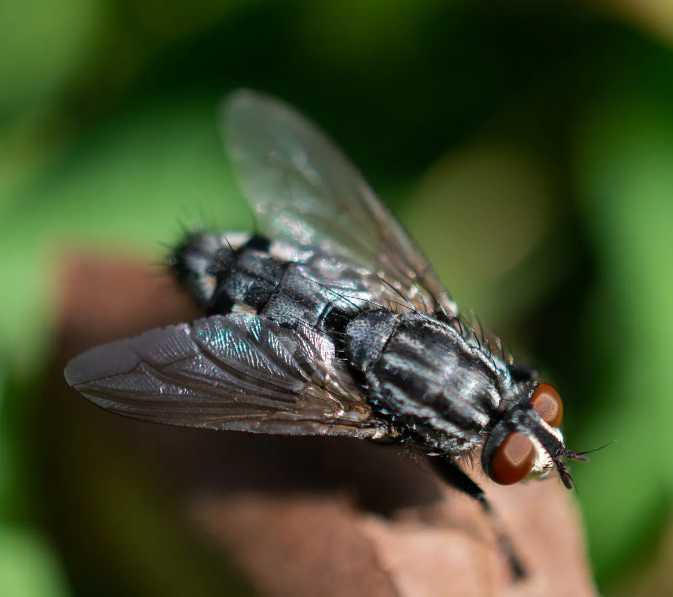 Close-up of a fly perched on a leaf, showcasing its wings and distinctive eyes against a blurred green background.
